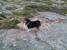 Speedy i vind