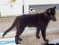 F�rdigtuggat