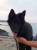 Dags att v�dra tungan