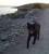 Spring f�r livet..det �r en ko efter mig!!