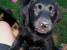 Sommarkompis - Freja av sunnanvind -