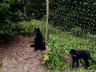 Alpha och Devil