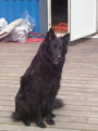 Dixie igen