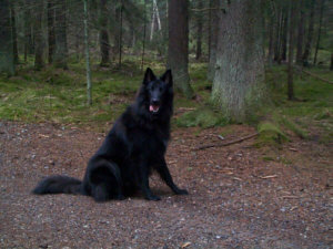 Devil 1 �r i �lsklingsskogen