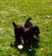 4 veckor gammal och lek med syster (husse och Mattes f�rsta bes�k)