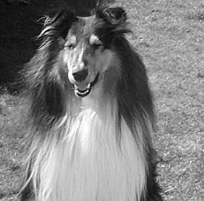 Speedy, v�r �ldsta hund och Devils b�sta kompis.  