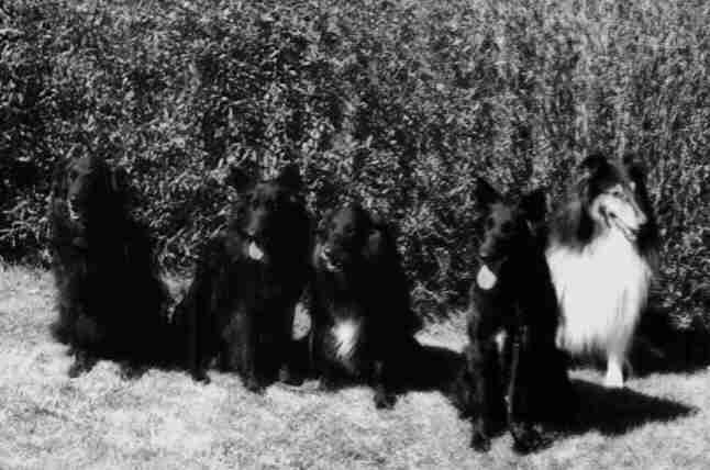 Dixie, Alpha, Fanny, Athena och naturligtvis Speedy